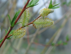 MacKenzie's willow (Salix rigida)
